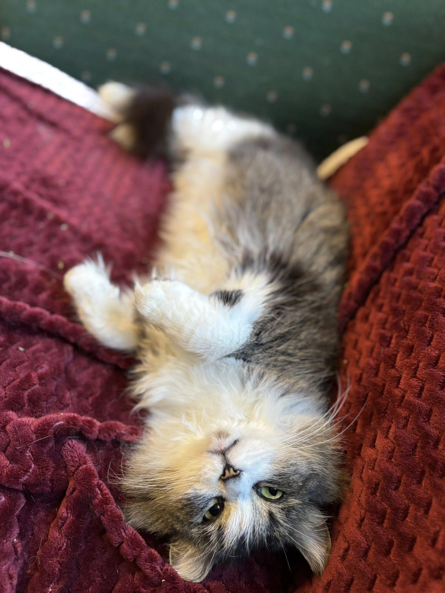 Enlarge Lacey, an adopted mixed breed in Bath, ME image 2/6