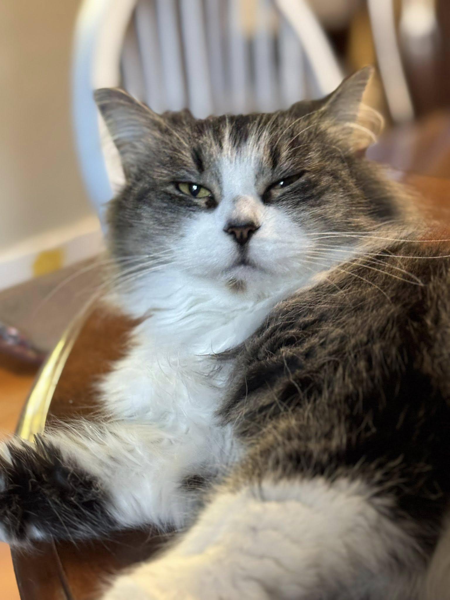 Enlarge Lacey, an adopted mixed breed in Bath, ME image 6/6