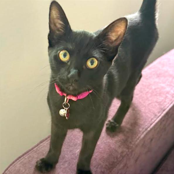 Enlarge Sirius, a Adoptable Domestic Short Hair in Pleasant Hill, CA image 1/5