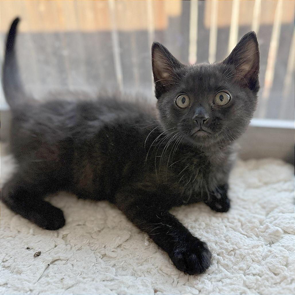 Sirius, Adoptable, Kitten Male Domestic Short Hair.