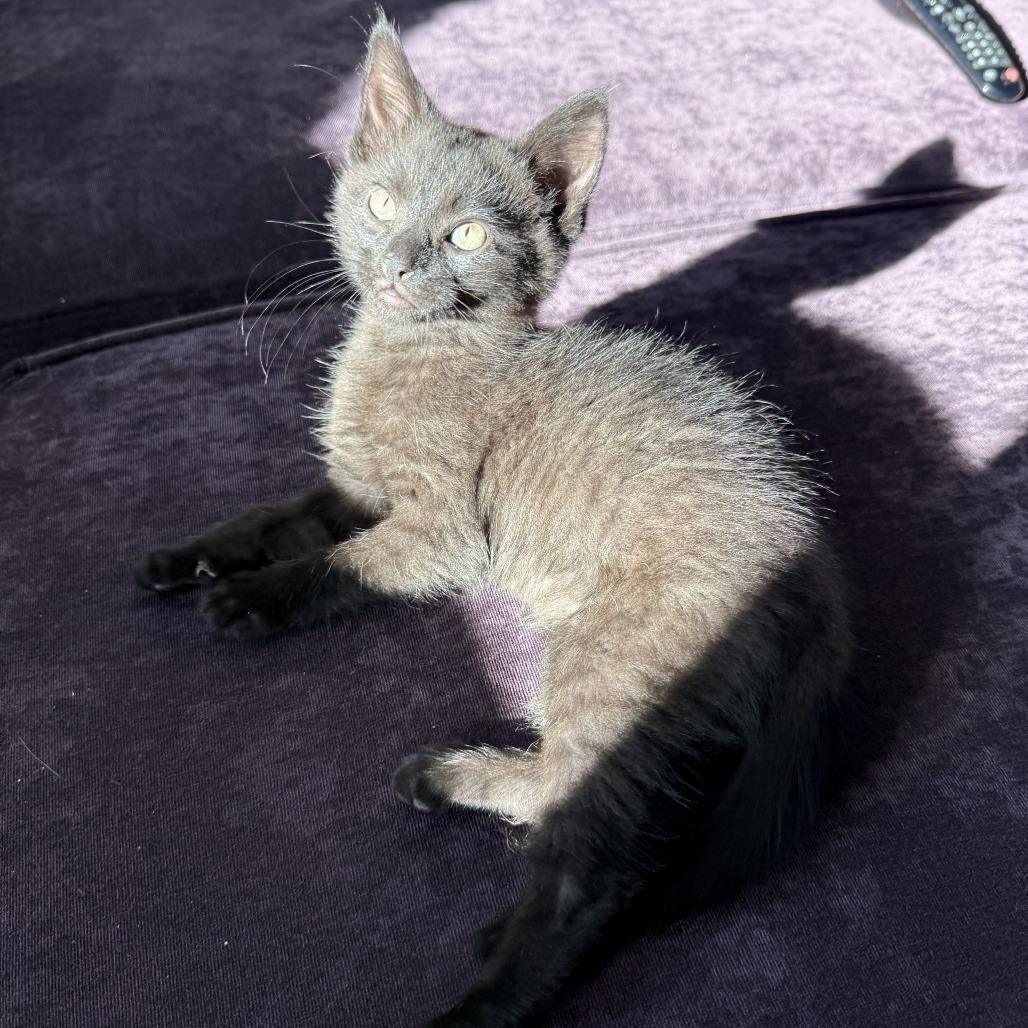 Sirius, a Adoptable Domestic Short Hair in Pleasant Hill, CA image 2/3