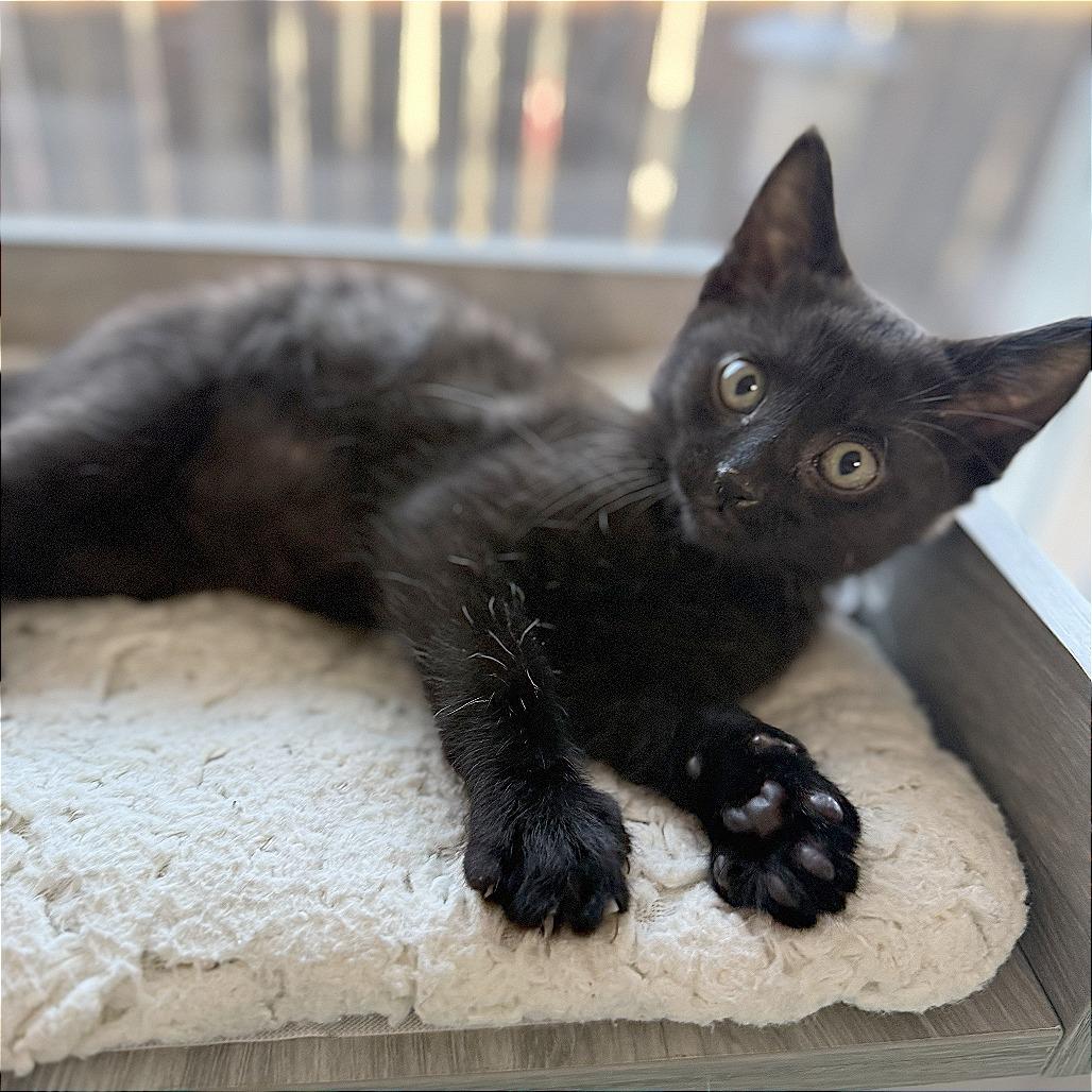 Sirius, a Adoptable Domestic Short Hair in Pleasant Hill, CA image 3/3