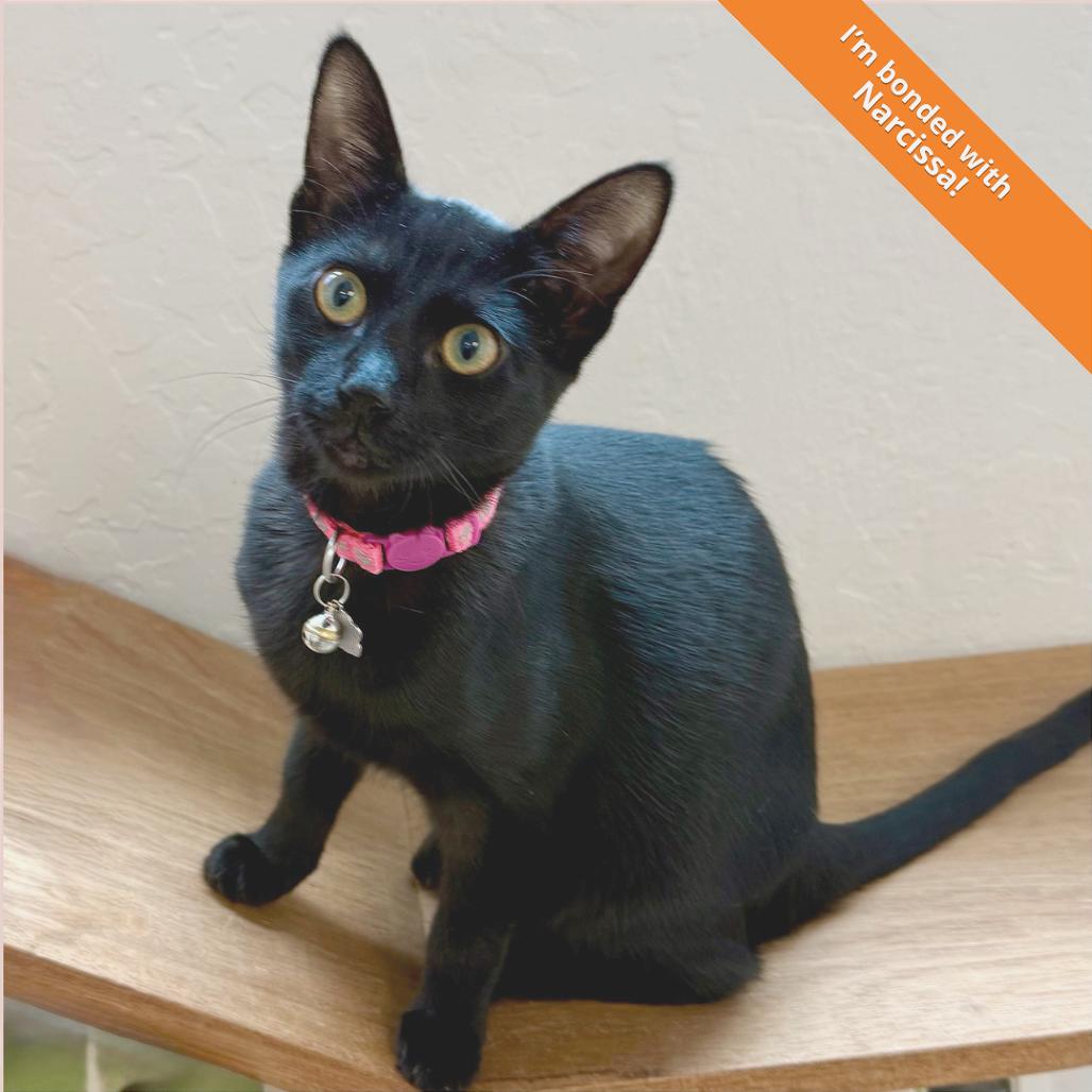 Enlarge Sirius, a Adoptable Domestic Short Hair in Pleasant Hill, CA image 5/5