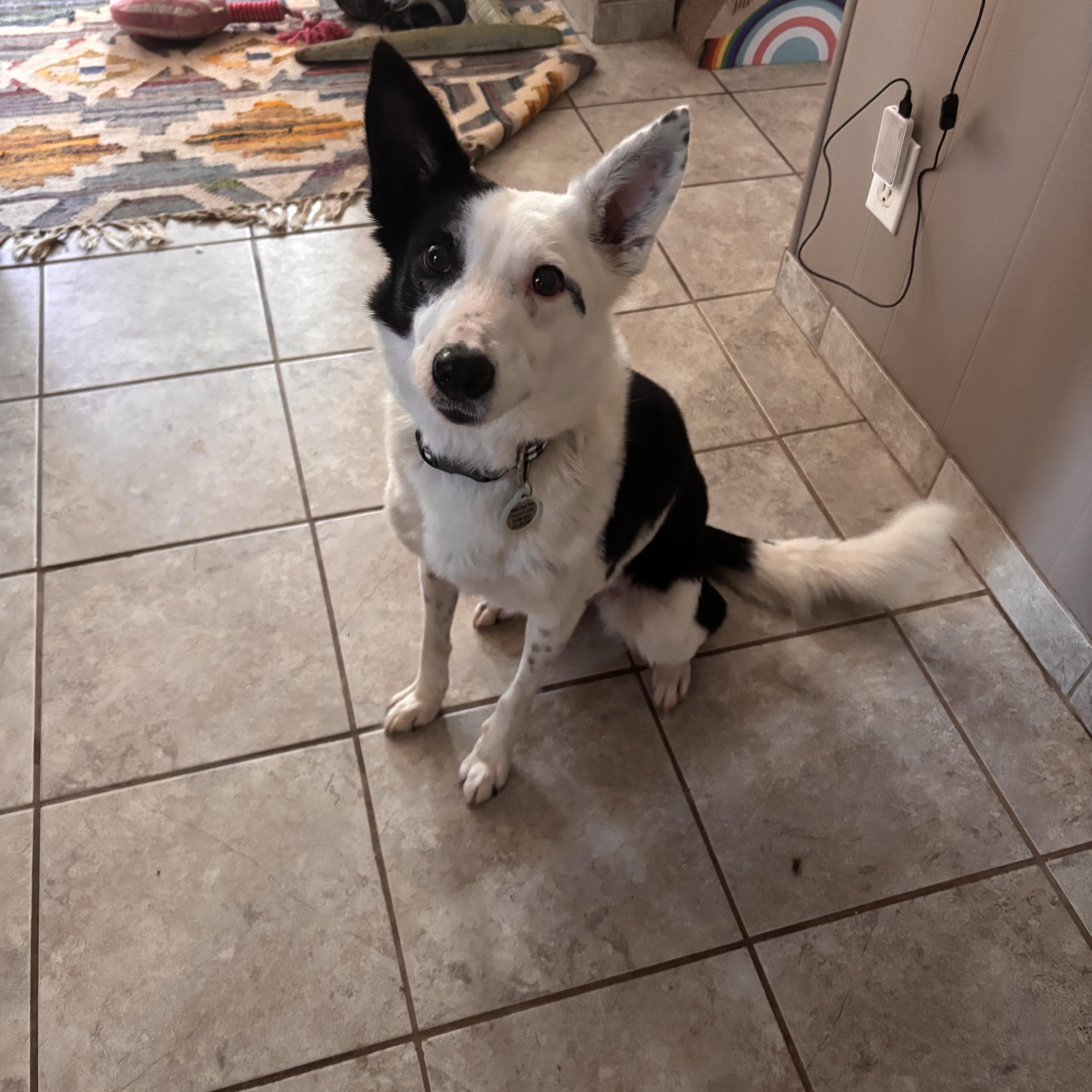 Enlarge Quinn, a Adoptable Border Collie in Louisburg, KS image 2/4