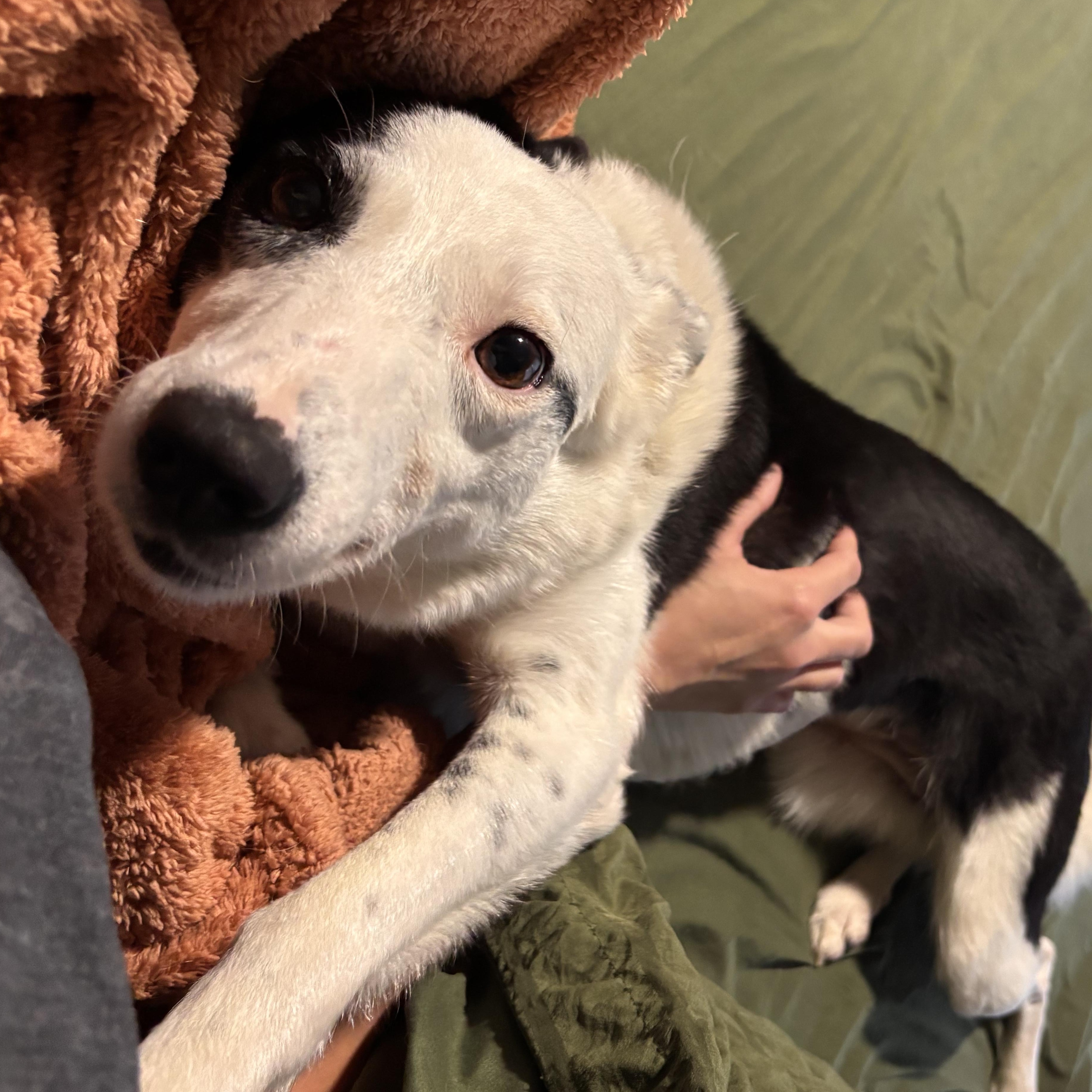 Enlarge Quinn, a Adoptable Border Collie in Louisburg, KS image 4/4