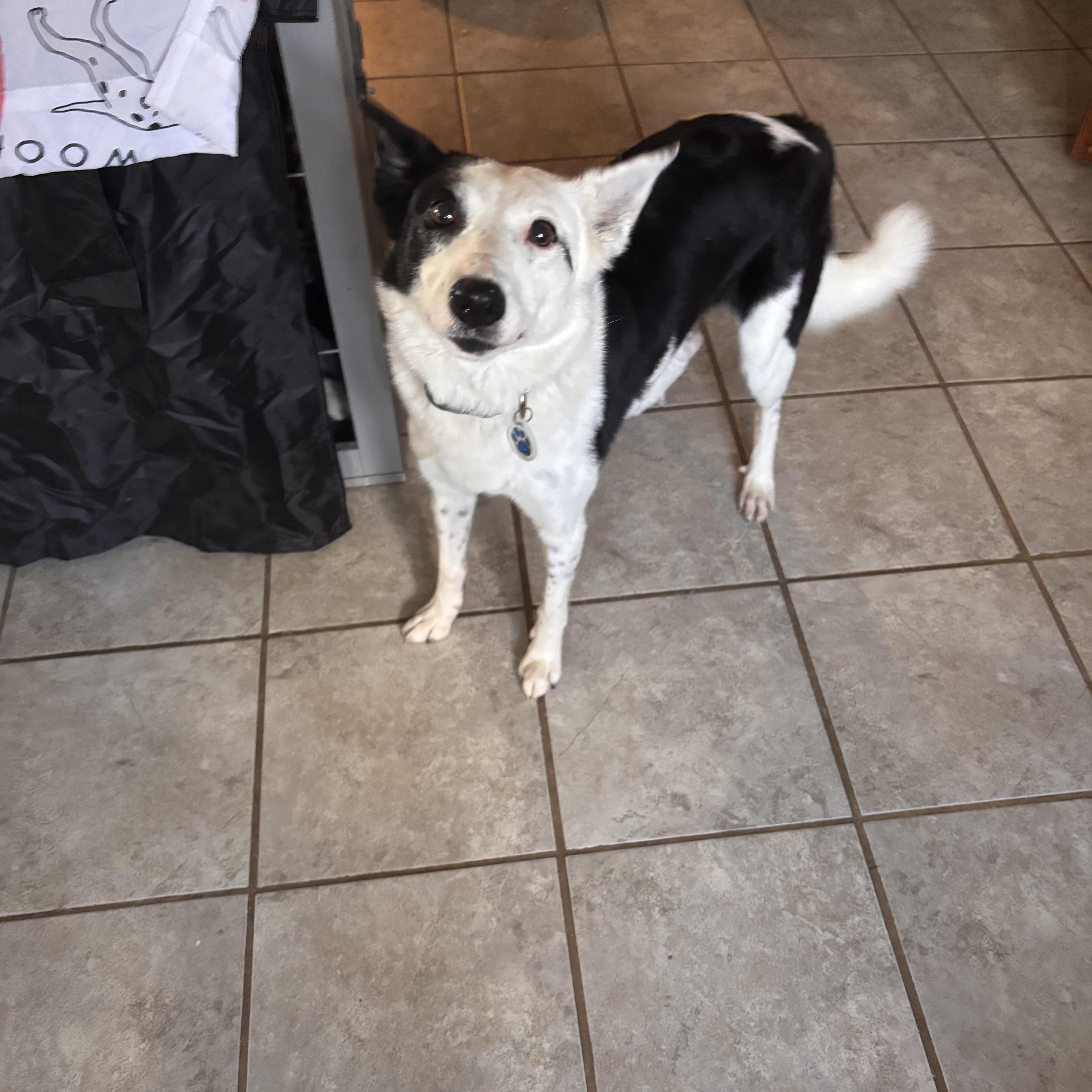 Enlarge Quinn, a Adoptable Border Collie in Louisburg, KS image 3/4