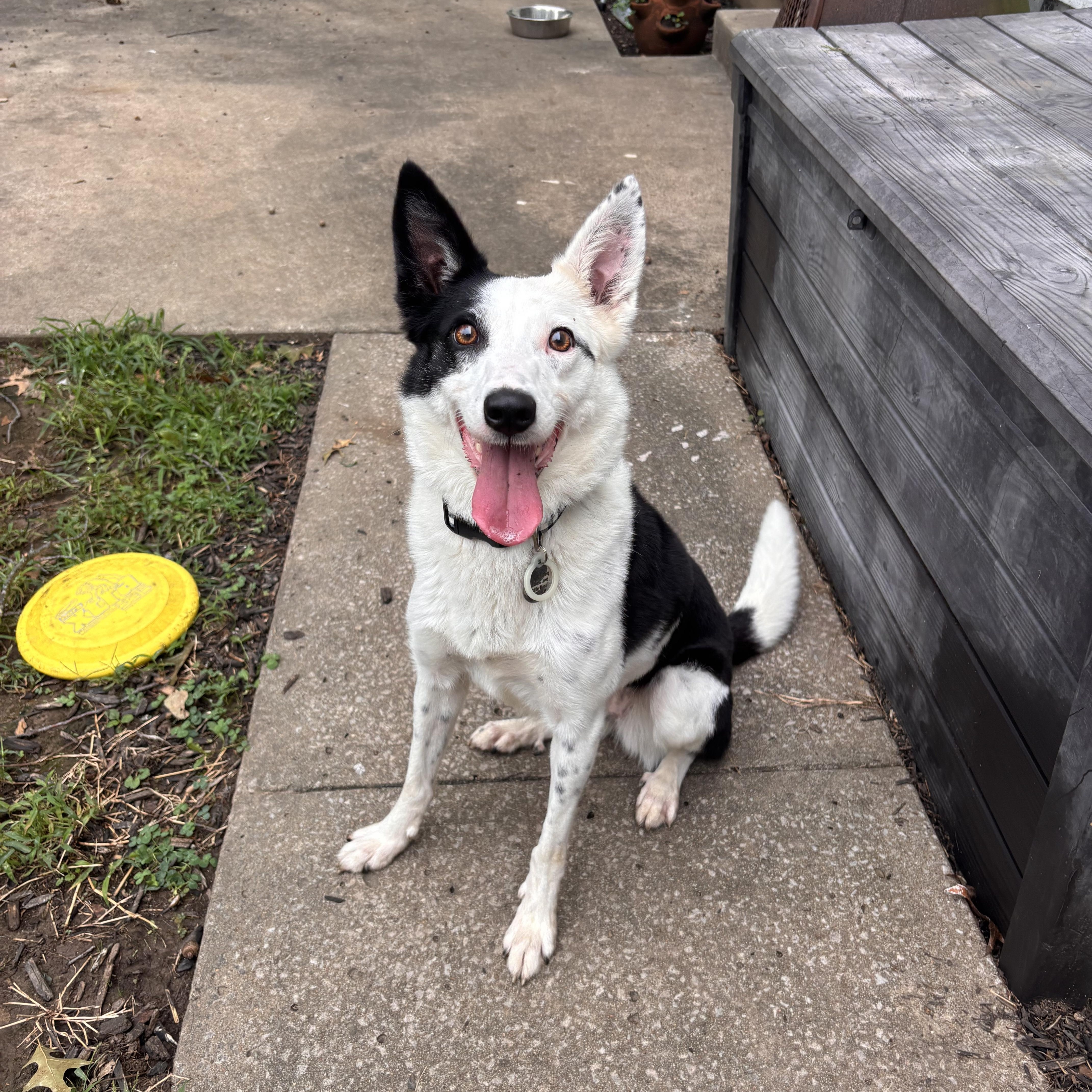 Quinn, Adoptable, Adult Female Border Collie.