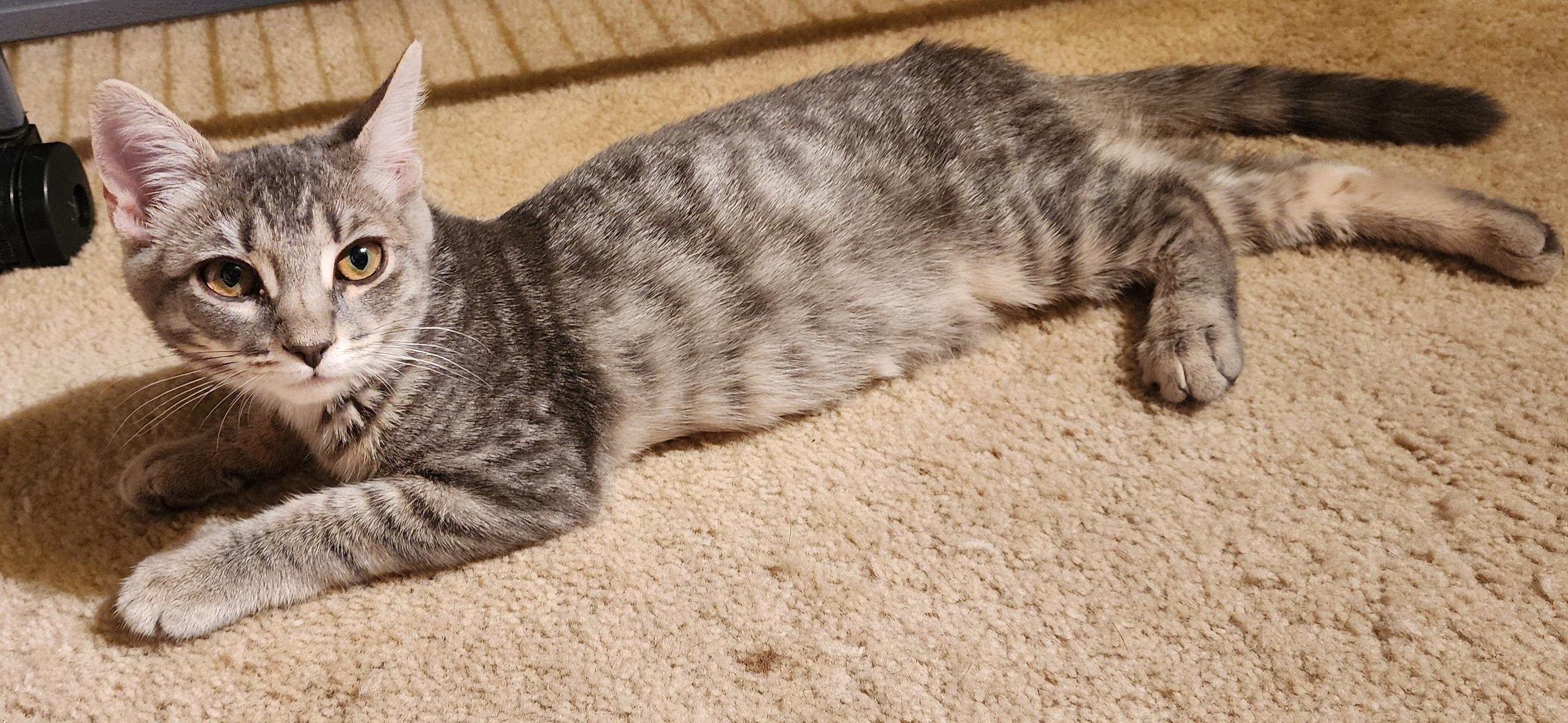 Enlarge Zoya, a Adoptable mixed breed in Harrisburg, PA image 5/6