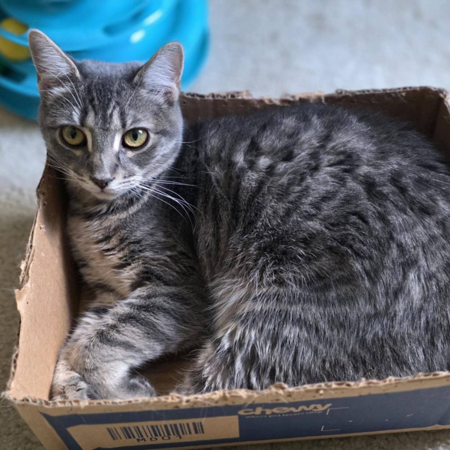 Zoya, Adoptable, Kitten Female Tabby & Domestic Short Hair.