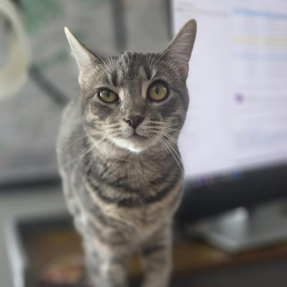 Enlarge Zoya, a Adoptable mixed breed in Harrisburg, PA image 5/6