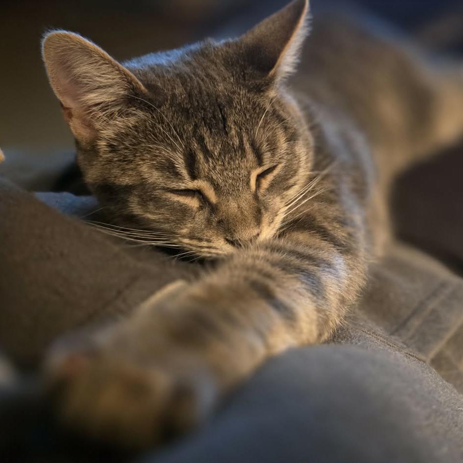 Enlarge Zoya, a Adoptable mixed breed in Harrisburg, PA image 4/6