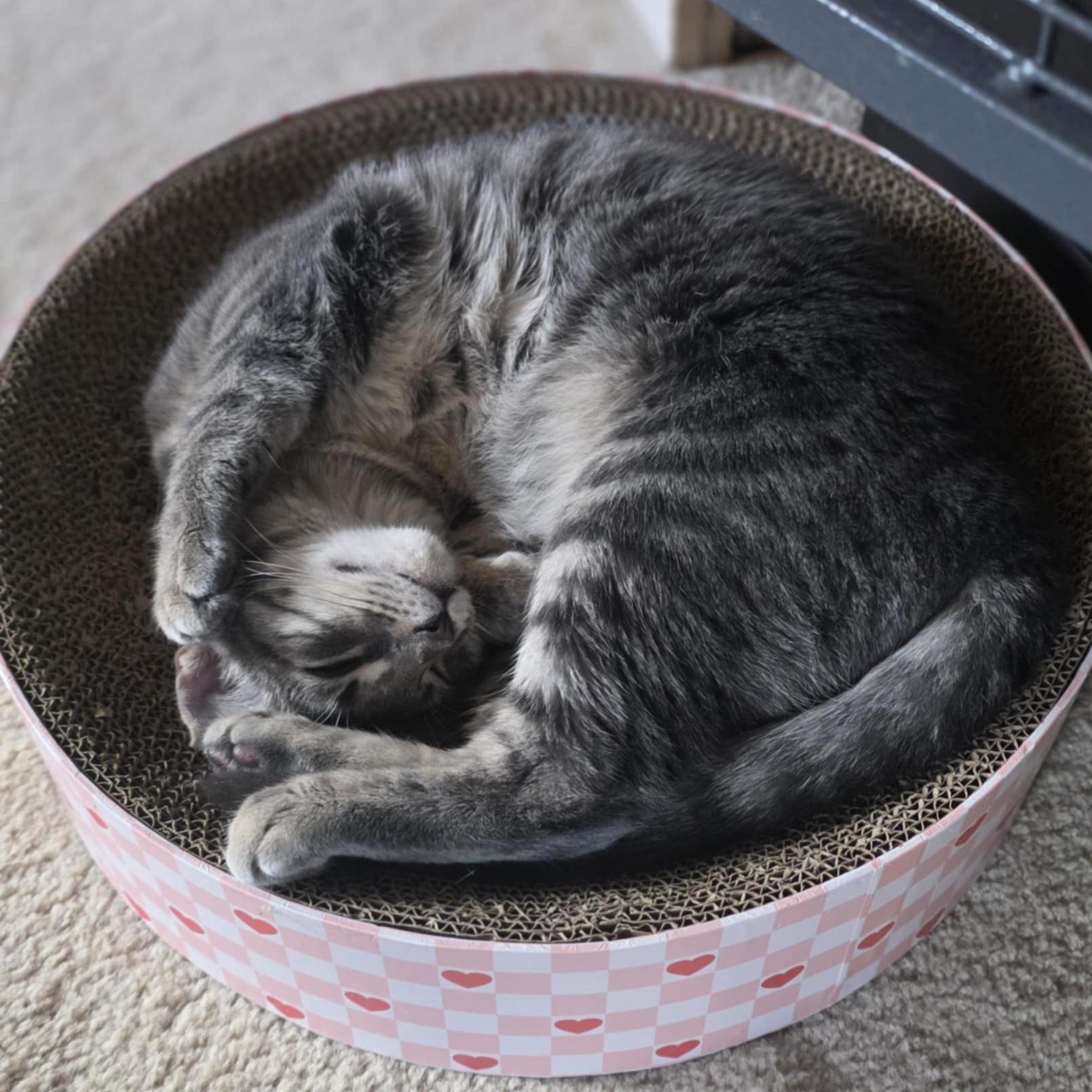 Enlarge Zoya, a Adoptable mixed breed in Harrisburg, PA image 6/6