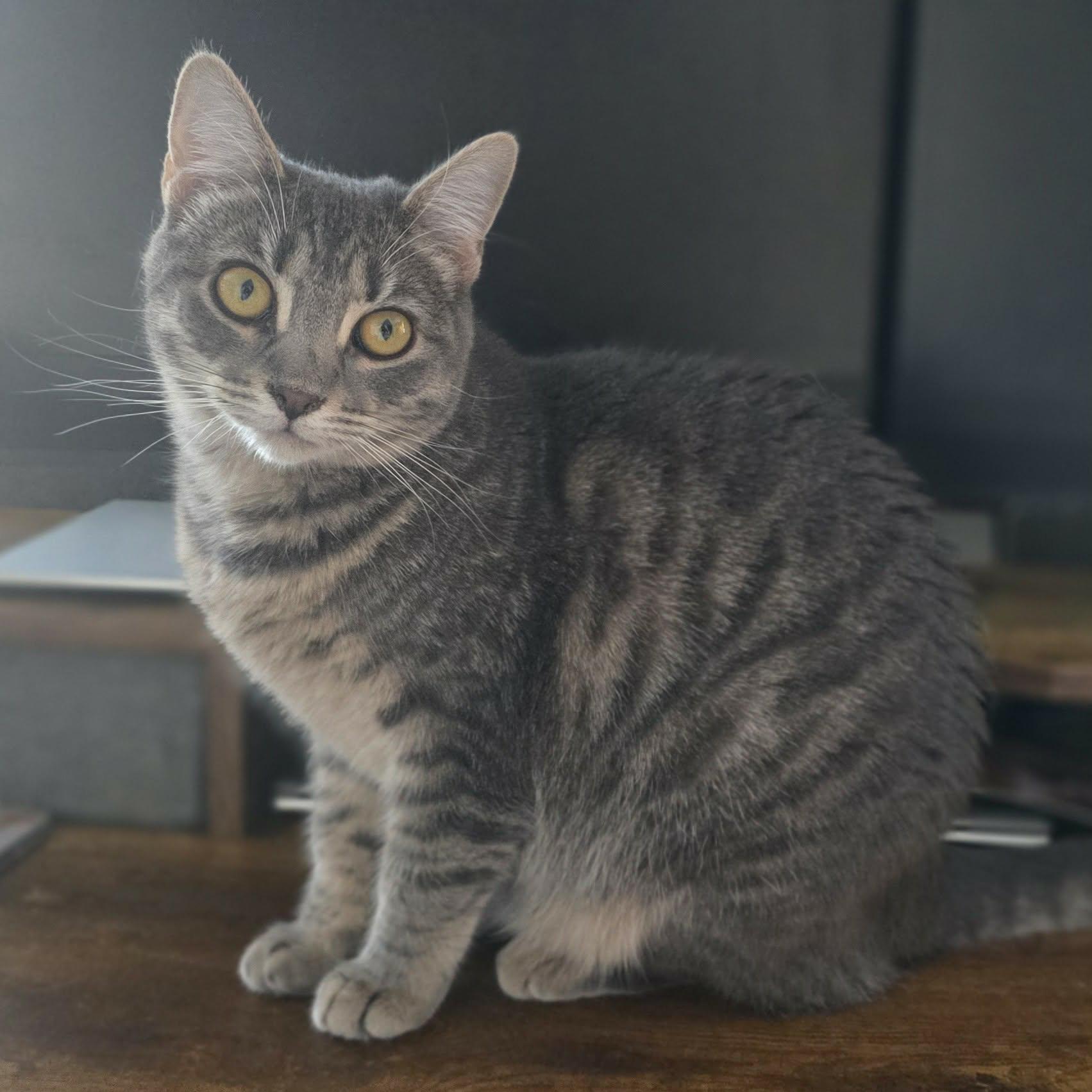 Enlarge Zoya, a Adoptable mixed breed in Harrisburg, PA image 3/6