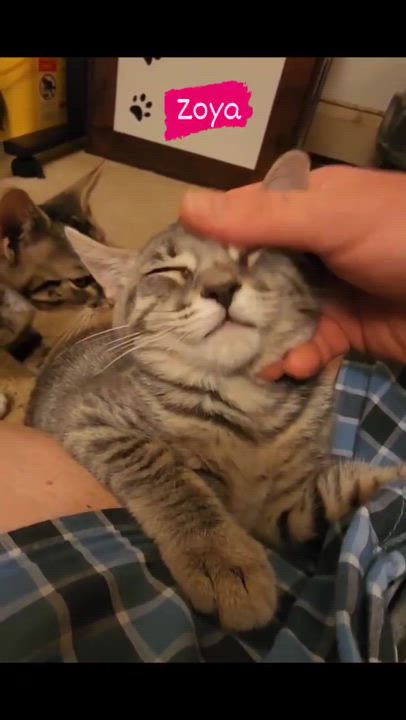 Enlarge Zoya, a Adoptable mixed breed in Harrisburg, PA video 4/6