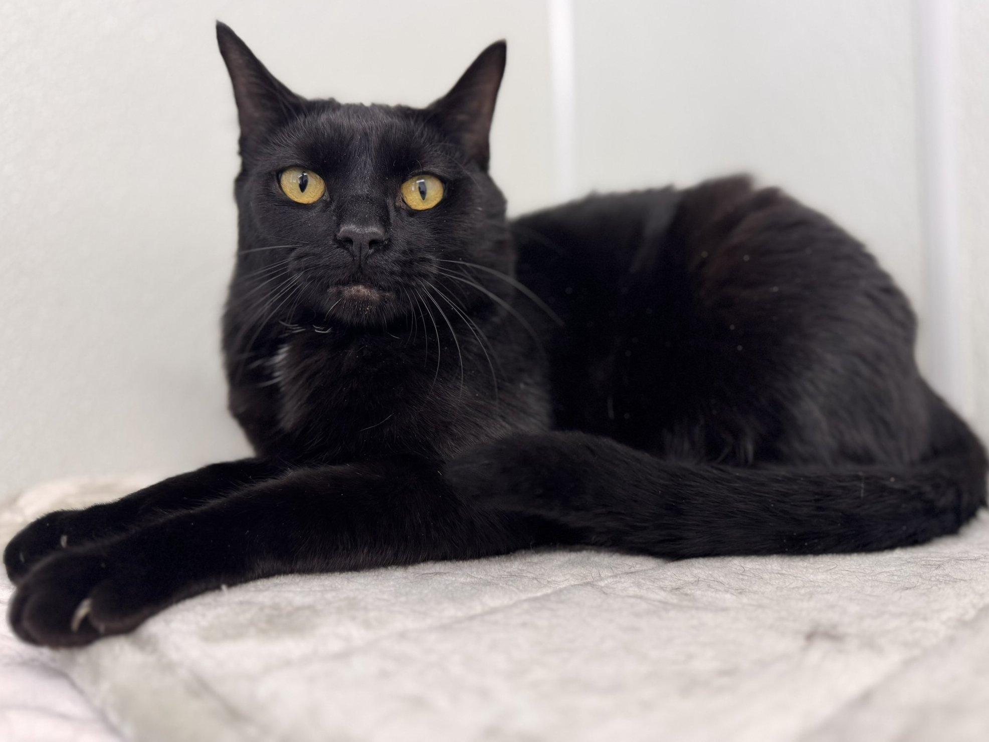 Tux SHY CAT SPECIAL $20, a Adoptable mixed breed in Republic, WA image 3/6