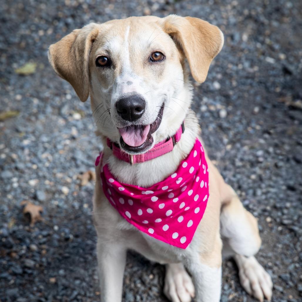 Sycamore, Adoptable, Young Female Mixed Breed.