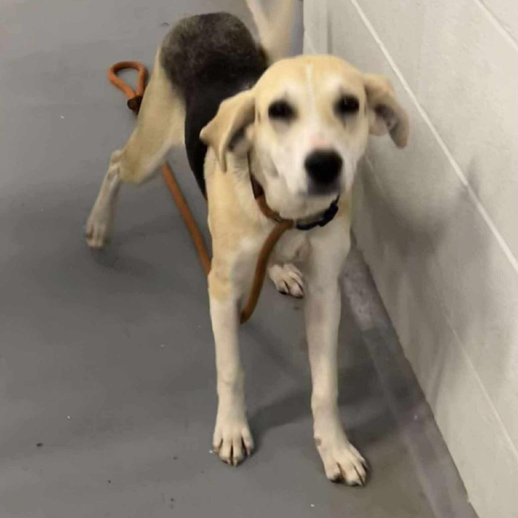 Sycamore, a Adoptable Mixed Breed in Aldie, VA image 1/3