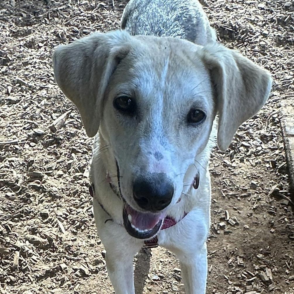 Sycamore, a Adoptable Mixed Breed in Aldie, VA image 3/3