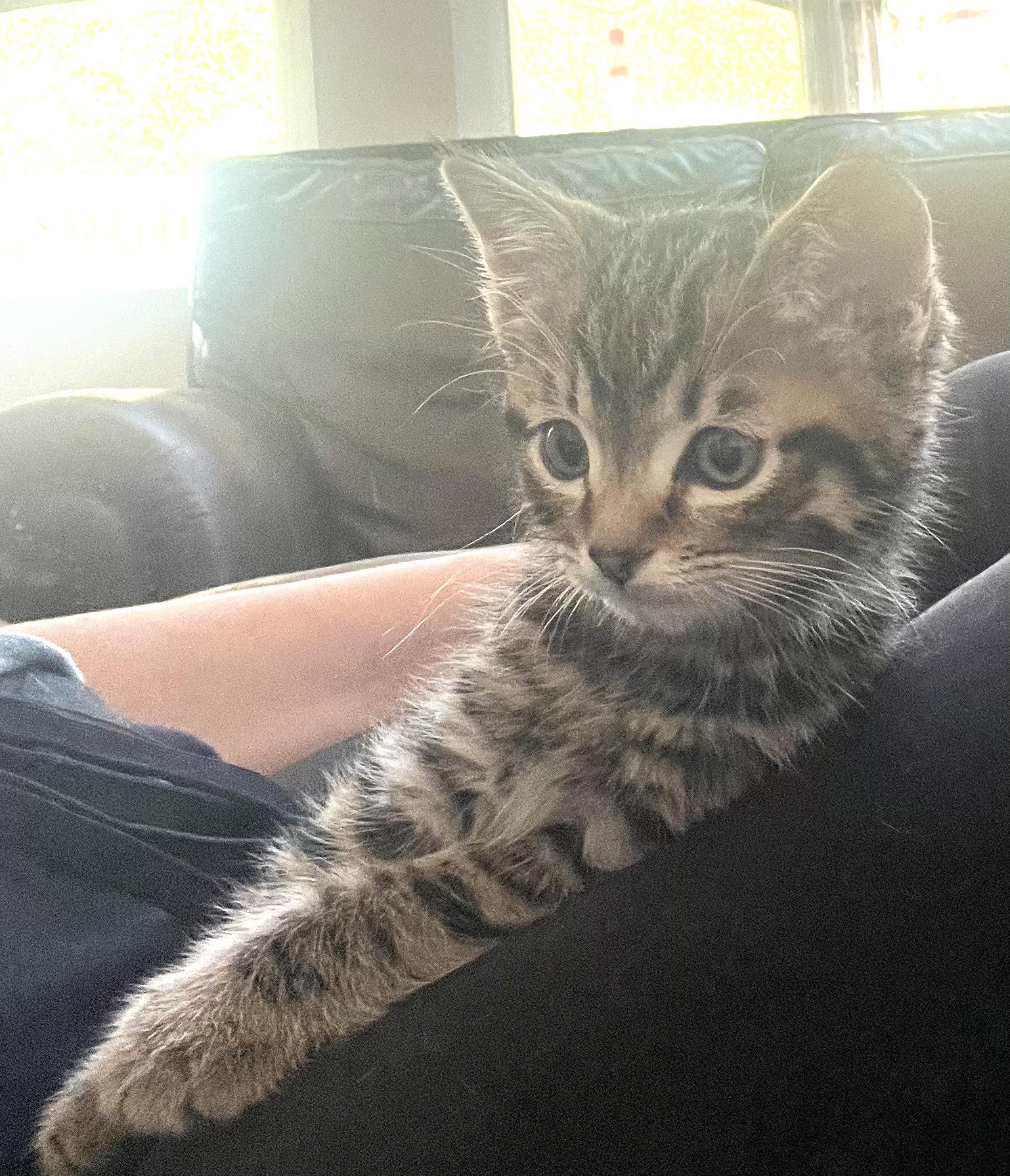 Enlarge Reese, an adopted Torbie in San Juan Capistrano, CA image 3/3