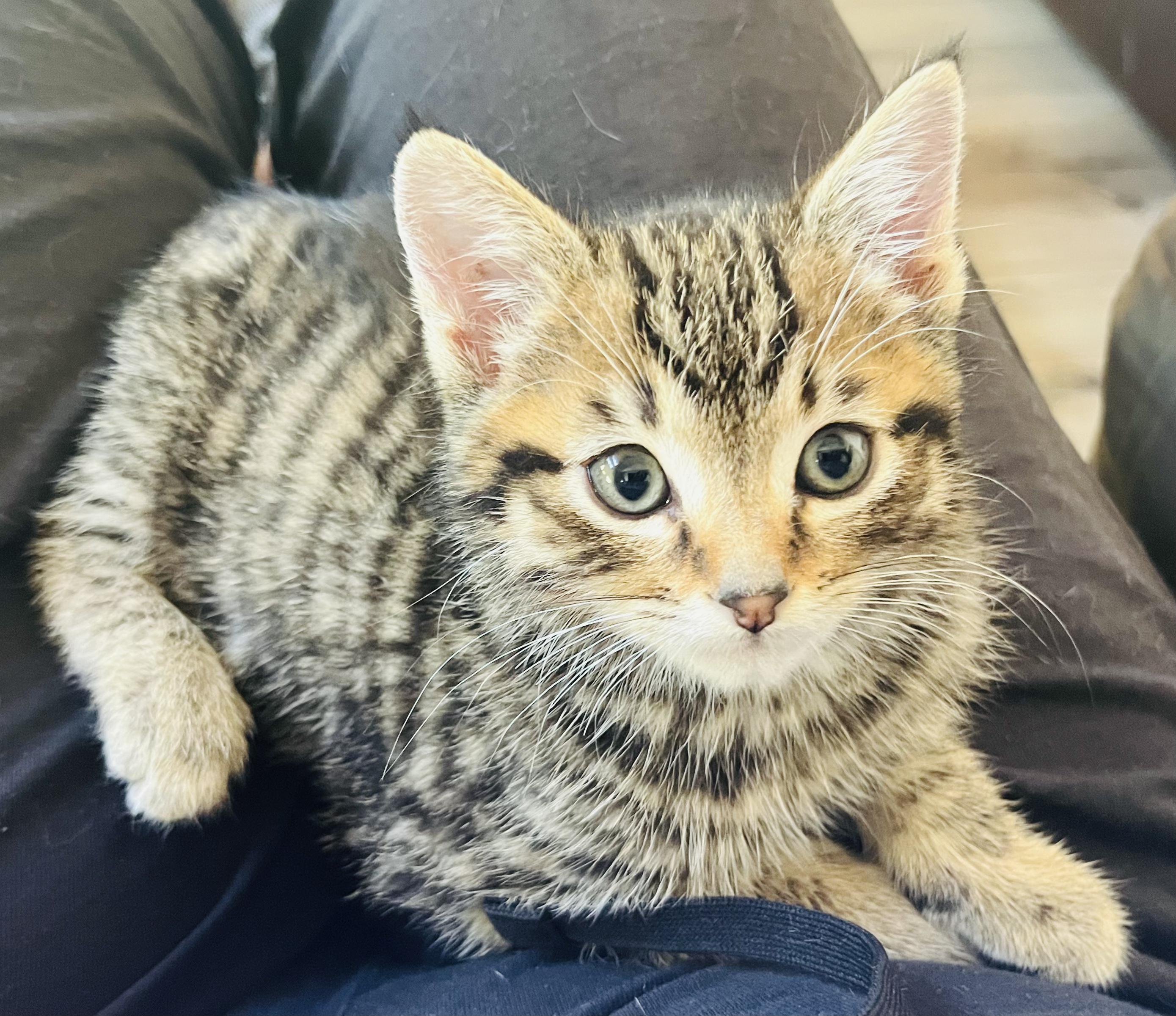 Enlarge Reese, an adopted Torbie in San Juan Capistrano, CA image 1/3