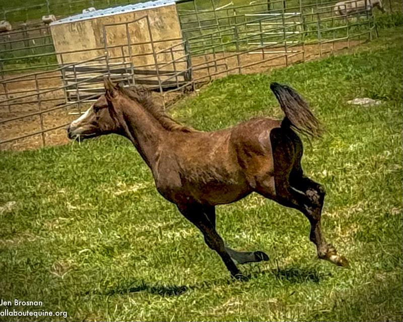 Niko - Young Horse, Adoptable, Young Male Arabian.