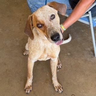 Enlarge Scout, a Adoptable Hound in Denison, TX image 1/5