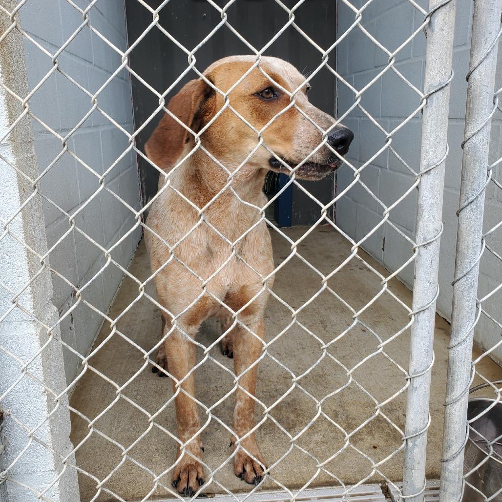 Enlarge Scout, a Adoptable Hound in Denison, TX image 2/5