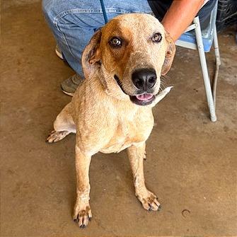 Enlarge Scout, a Adoptable Hound in Denison, TX image 3/5