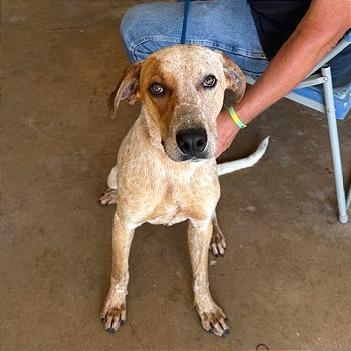 Enlarge Scout, a Adoptable Hound in Denison, TX image 4/5