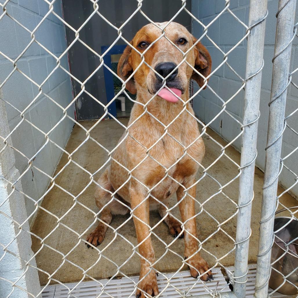 Enlarge Scout, a Adoptable Hound in Denison, TX image 5/5