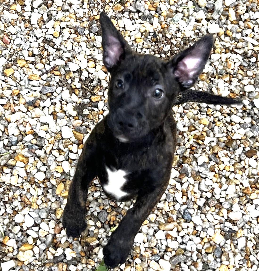 Ren two siblings not bonded 3 months old 10 pounds in Foster