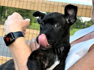 Ren two siblings not bonded 3 months old 10 pounds in Foster