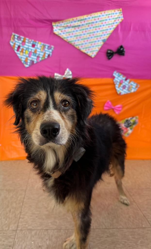 Shelby, ADOPTABLE, Senior Female Australian Shepherd.