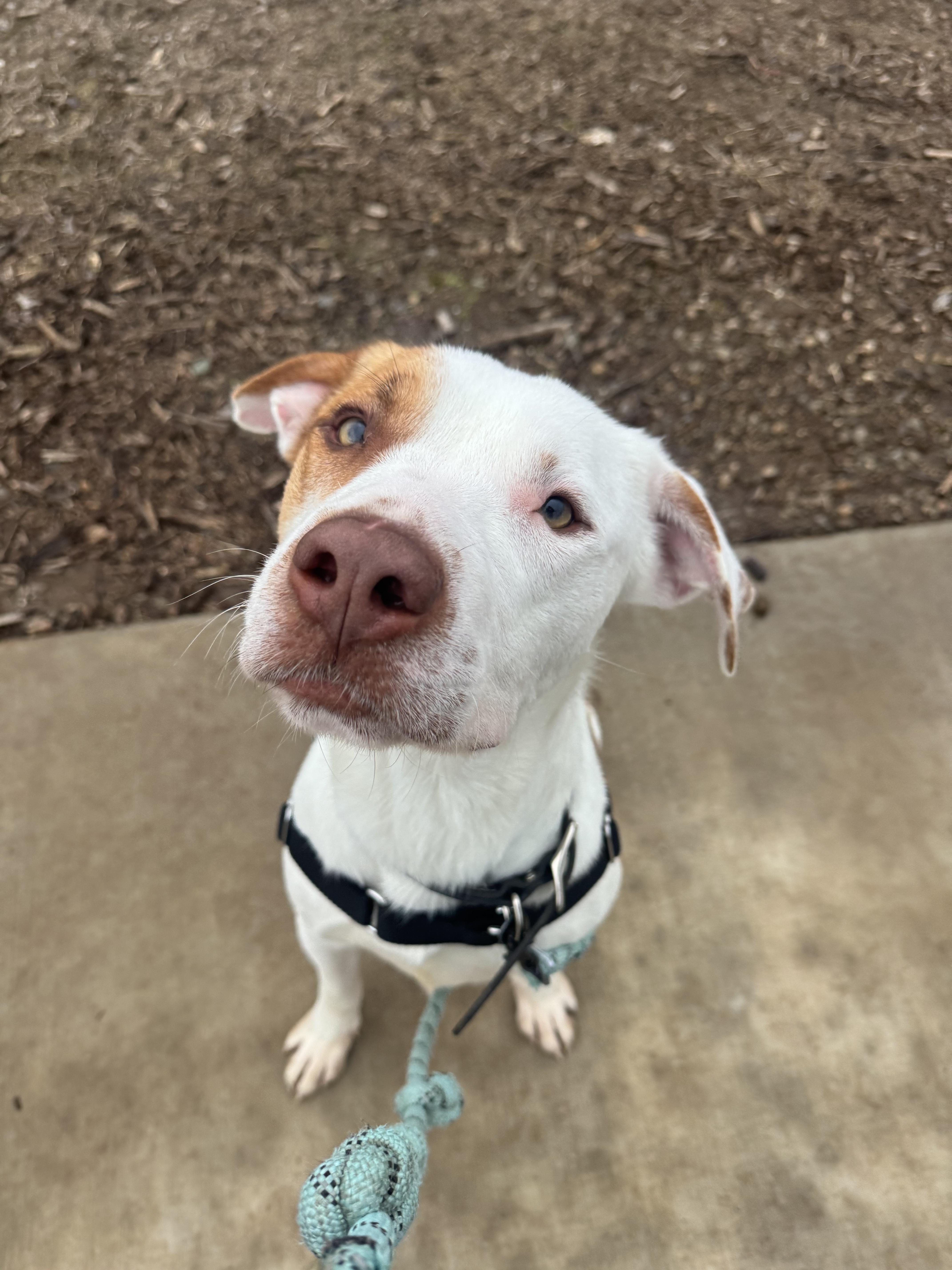 Ziggy - Adoption Fee Fully Sponsored by Ryan Anderson, Adoptable, Adult Male Pit Bull Terrier.