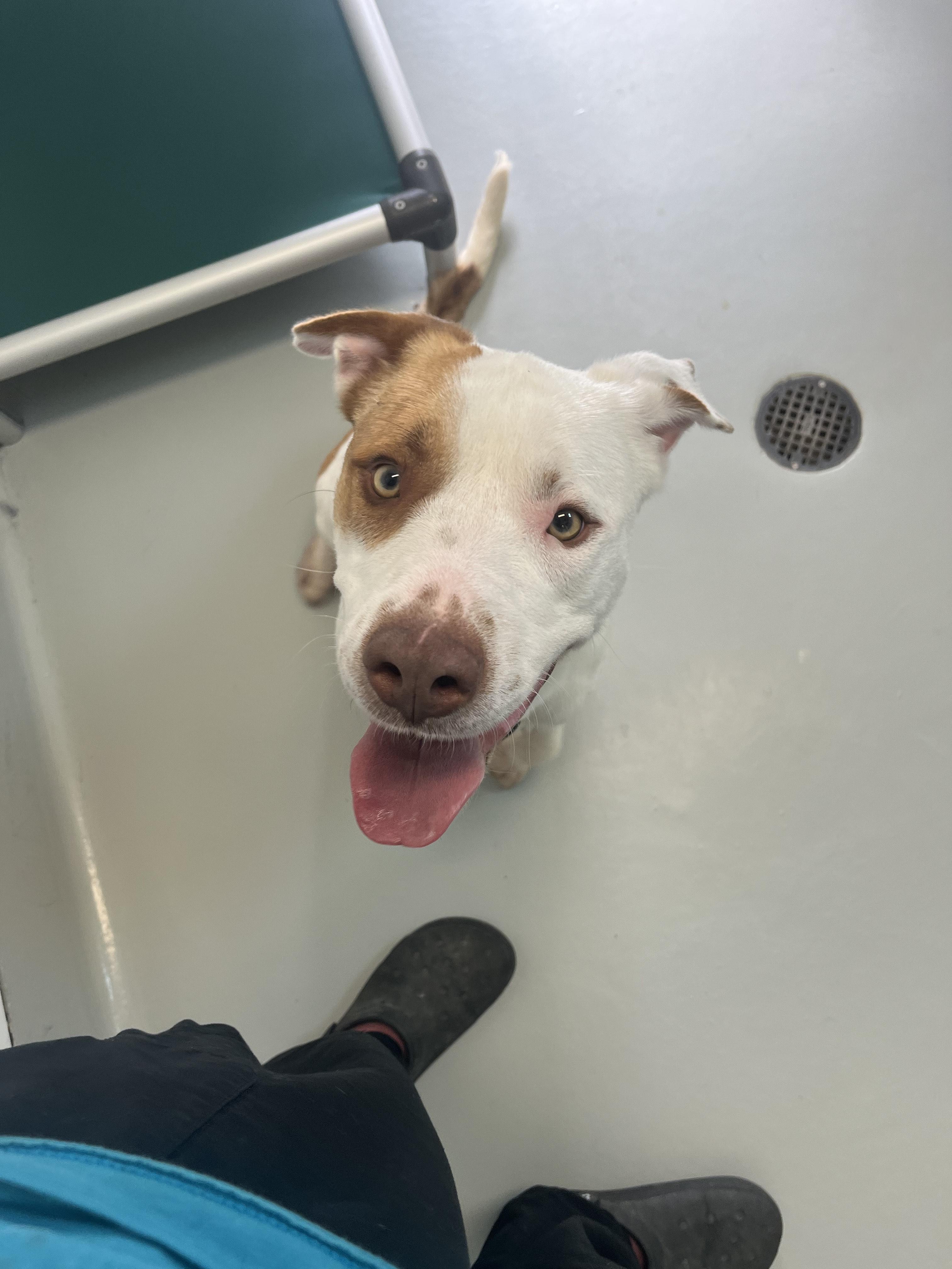 Ziggy - Adoption Fee Fully Sponsored by Ryan Anderson, a Adoptable mixed breed in Chico, CA image 2/6