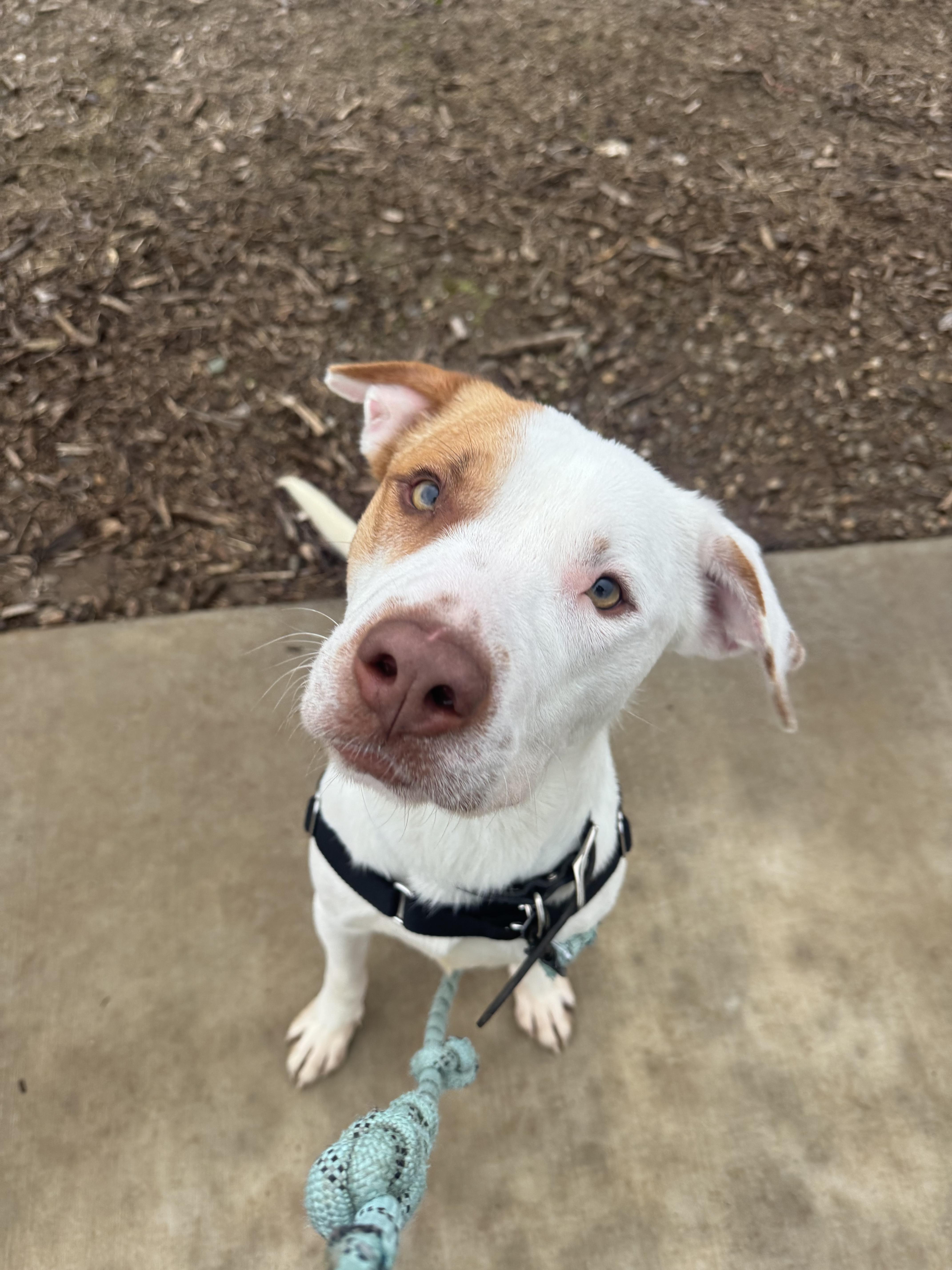 Ziggy - Adoption Fee Fully Sponsored by Ryan Anderson, a Adoptable mixed breed in Chico, CA image 4/6