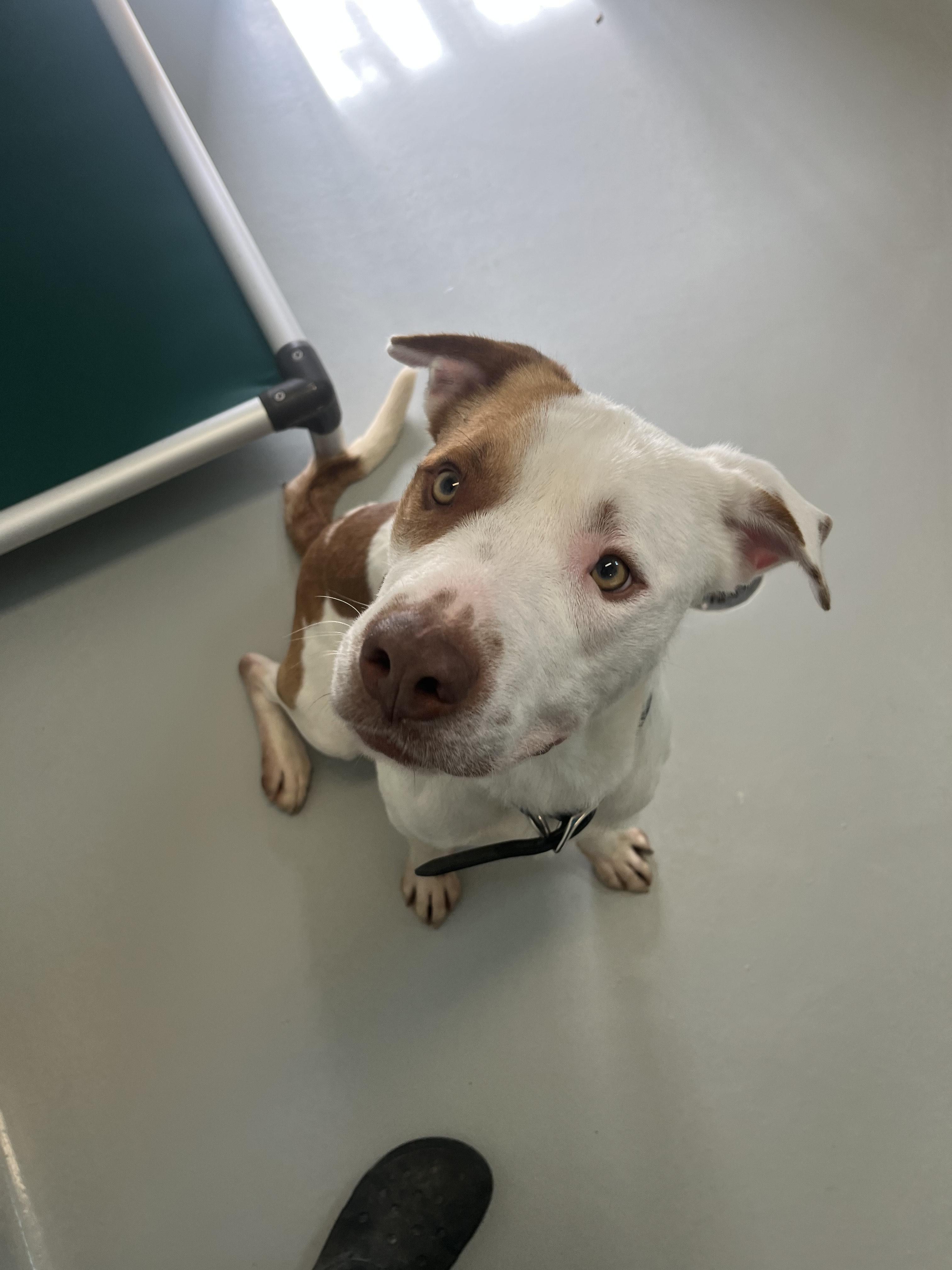 Ziggy - Adoption Fee Fully Sponsored by Ryan Anderson, a Adoptable mixed breed in Chico, CA image 5/6