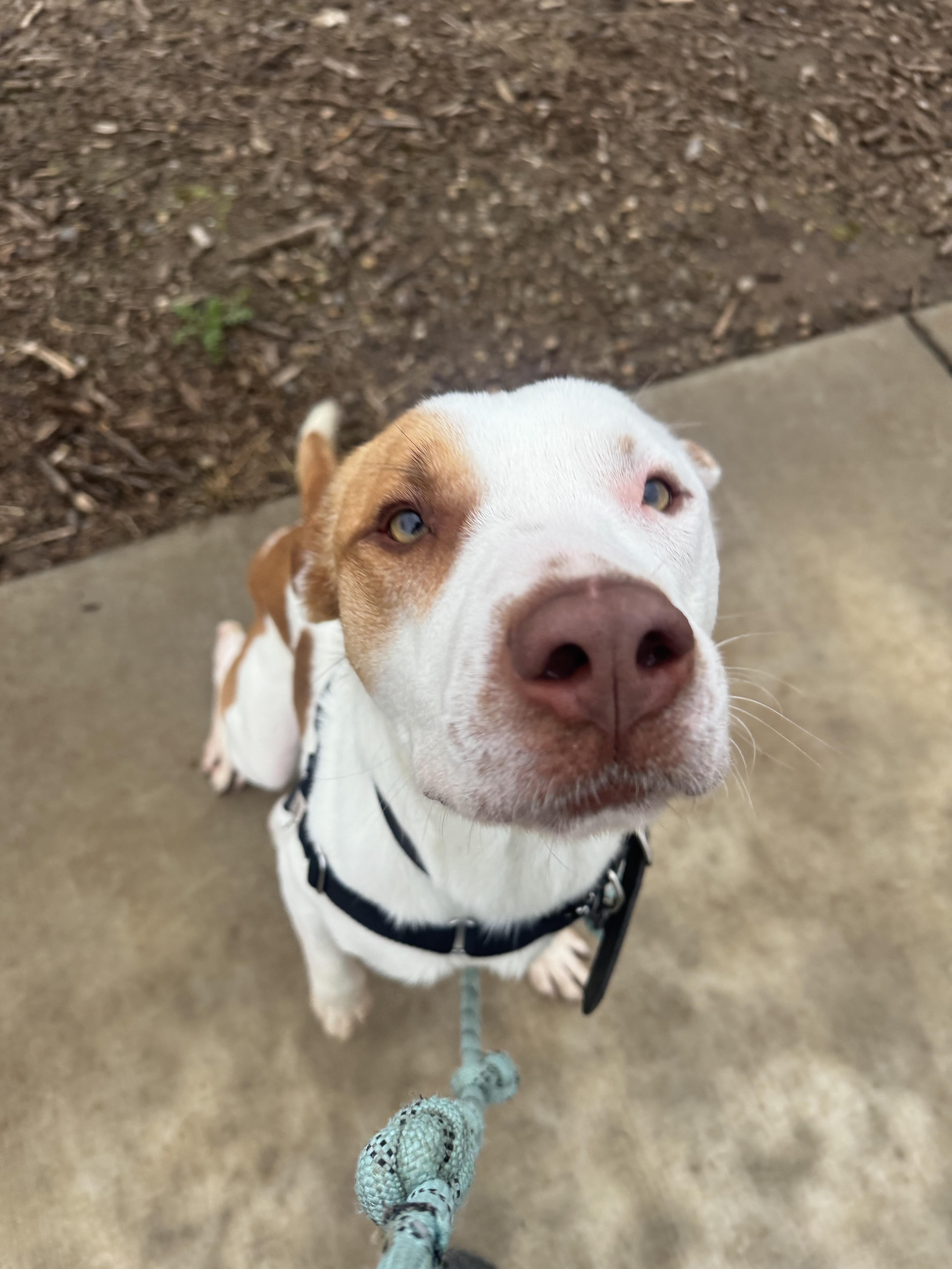 Ziggy - Adoption Fee Fully Sponsored by Ryan Anderson, a Adoptable mixed breed in Chico, CA image 6/6