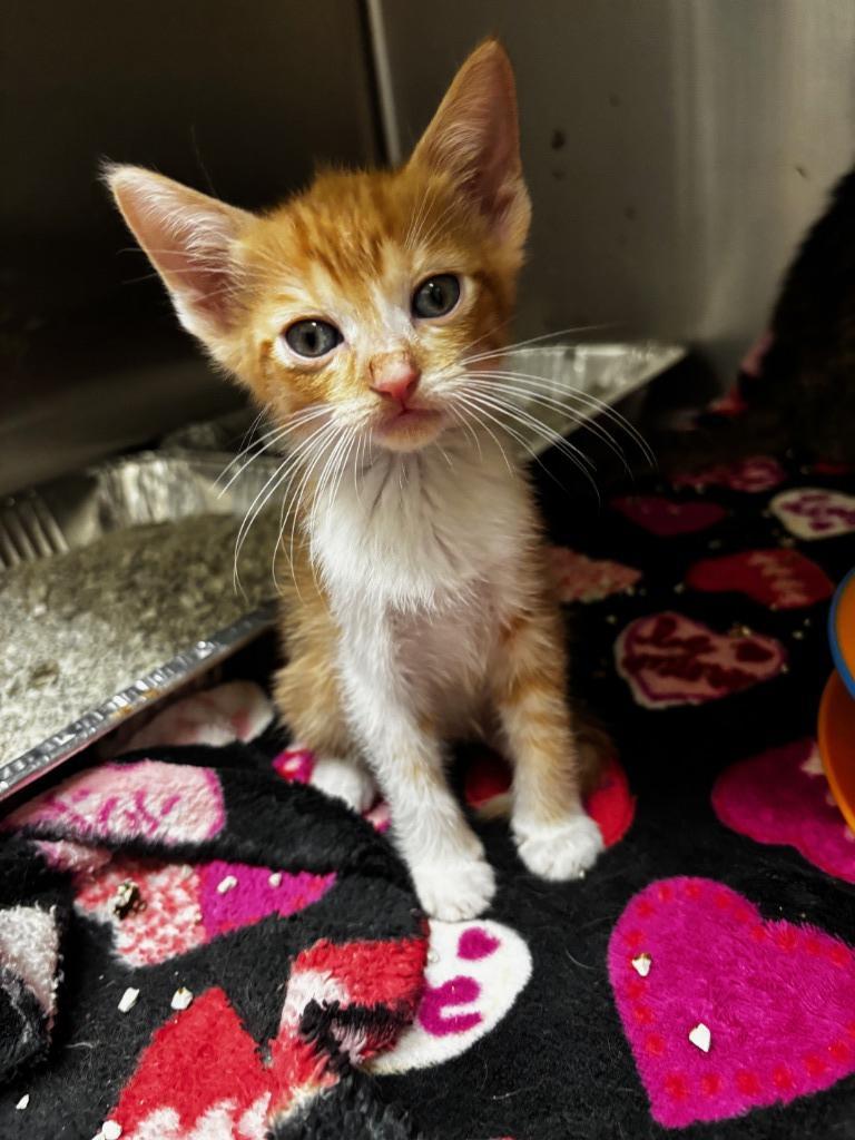 2025-09-085 *Ron*, Adopted, Kitten Male Domestic Medium Hair.