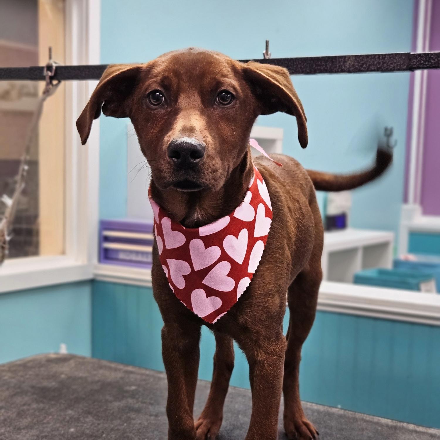 Rudder — thumbnail 2