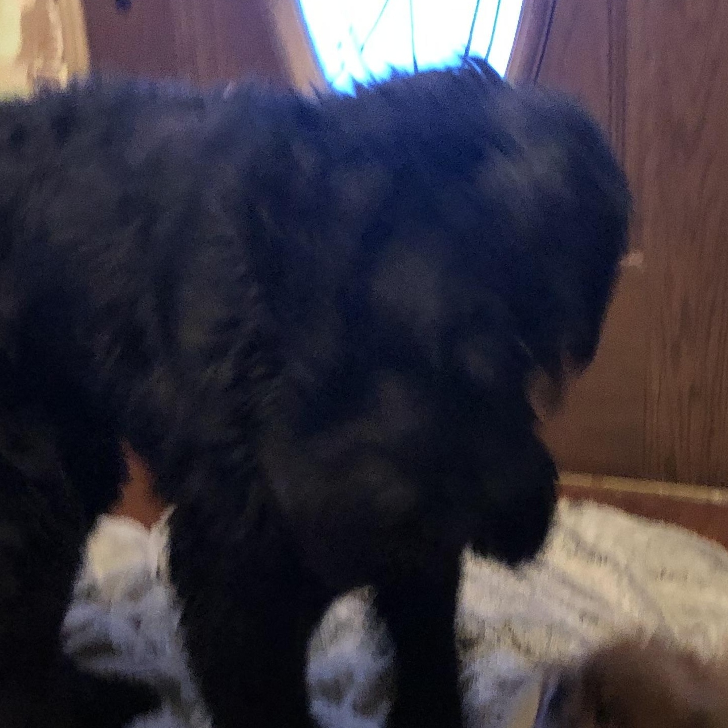 Enlarge Loki, a ADOPTABLE Giant Schnauzer in Fairbanks, AK image 1/2