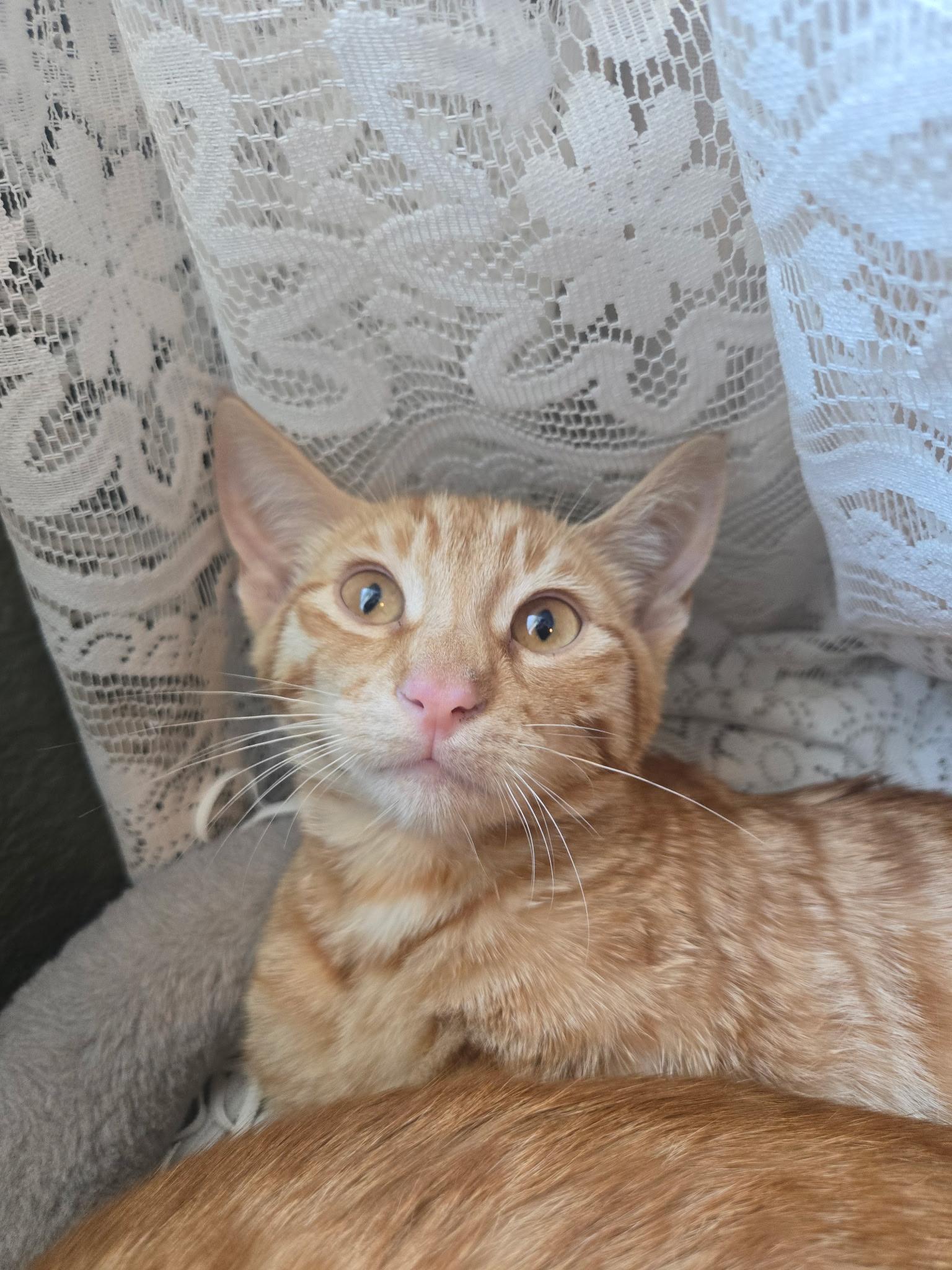 Enlarge Fred, a ADOPTABLE Domestic Short Hair in Penryn, CA image 1/1