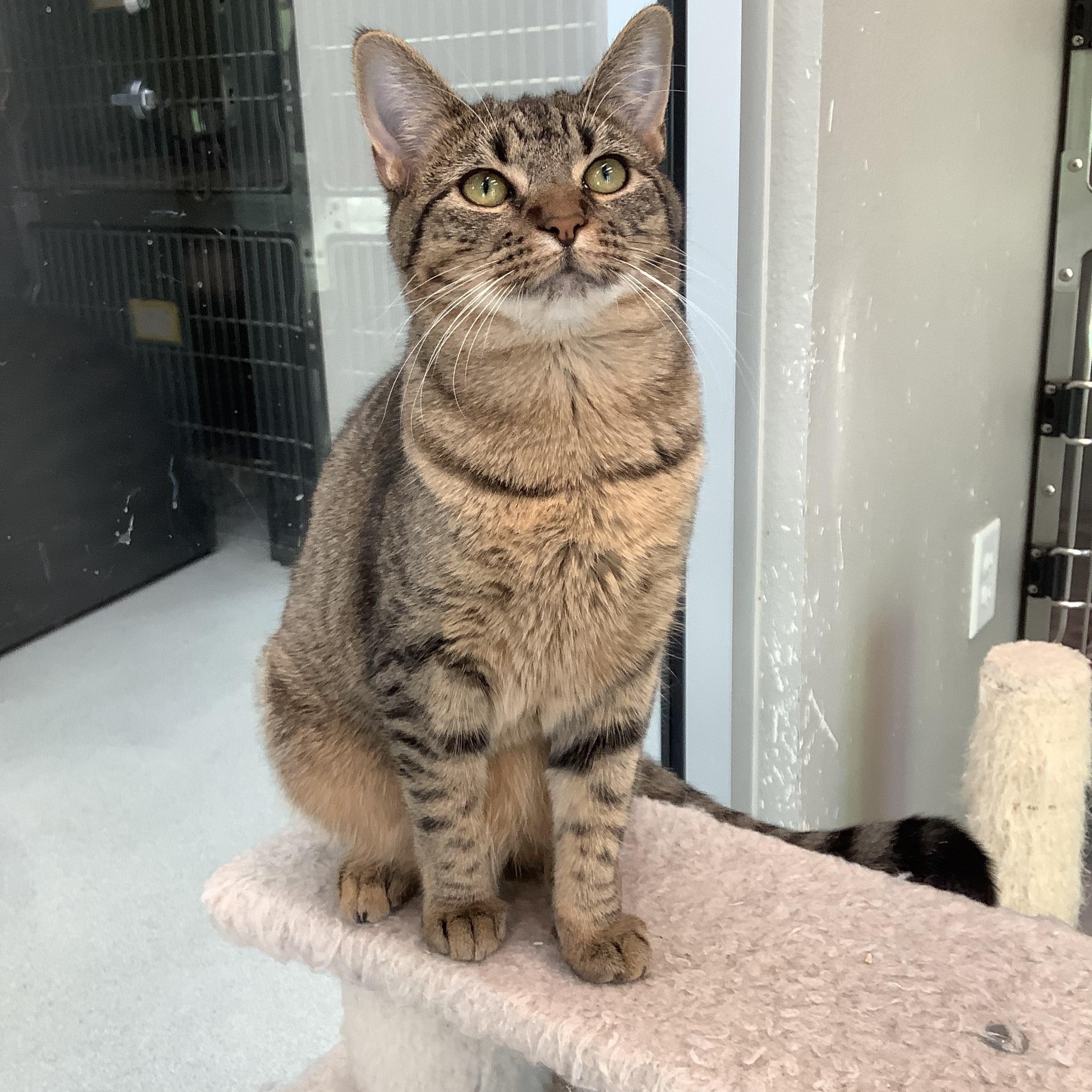 Enlarge Peanut Butter, a Adoptable Domestic Short Hair in Greenville, TX image 2/2