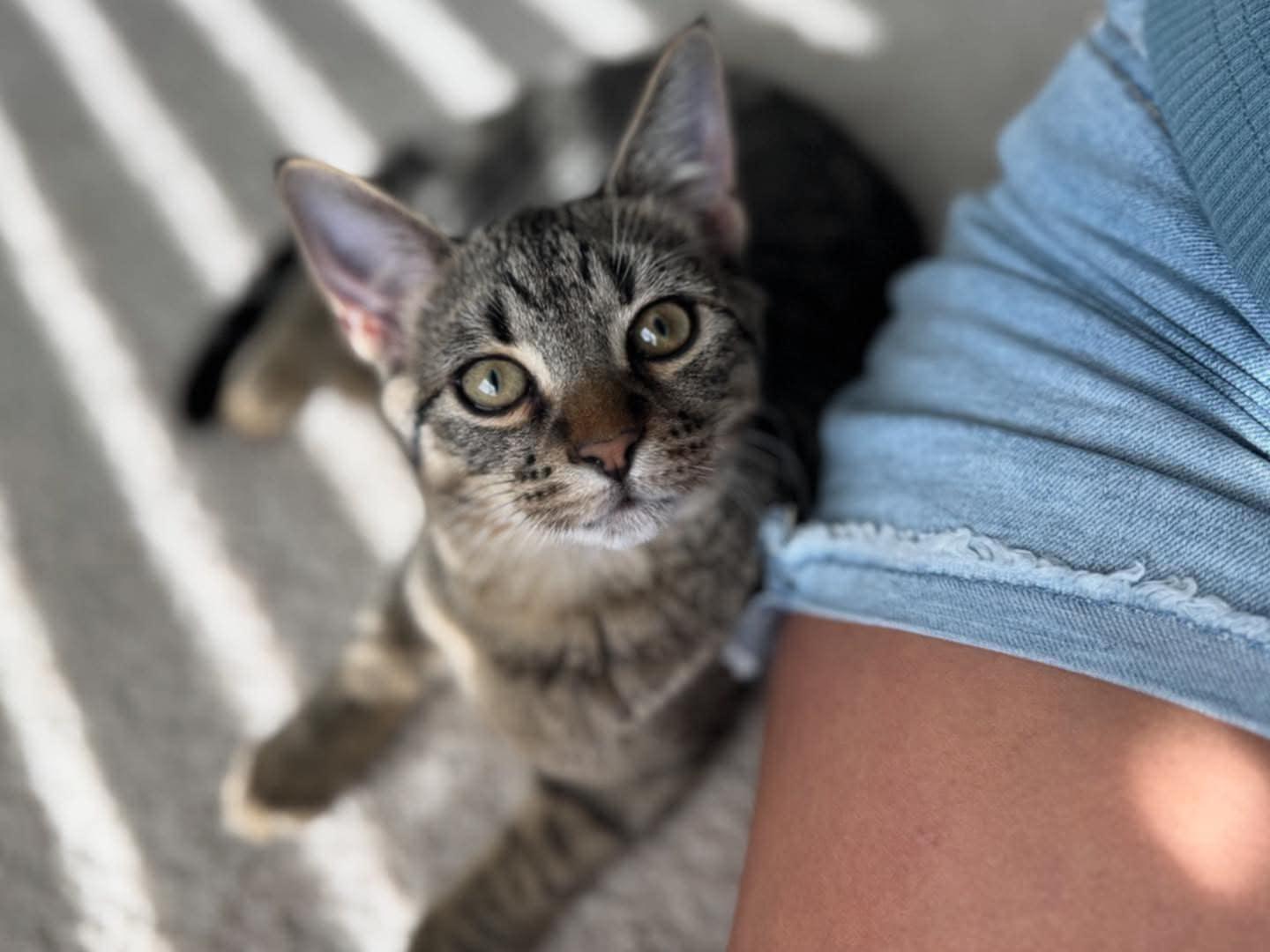 Peanut Butter, a Adoptable Domestic Short Hair in Greenville, TX image 1/3