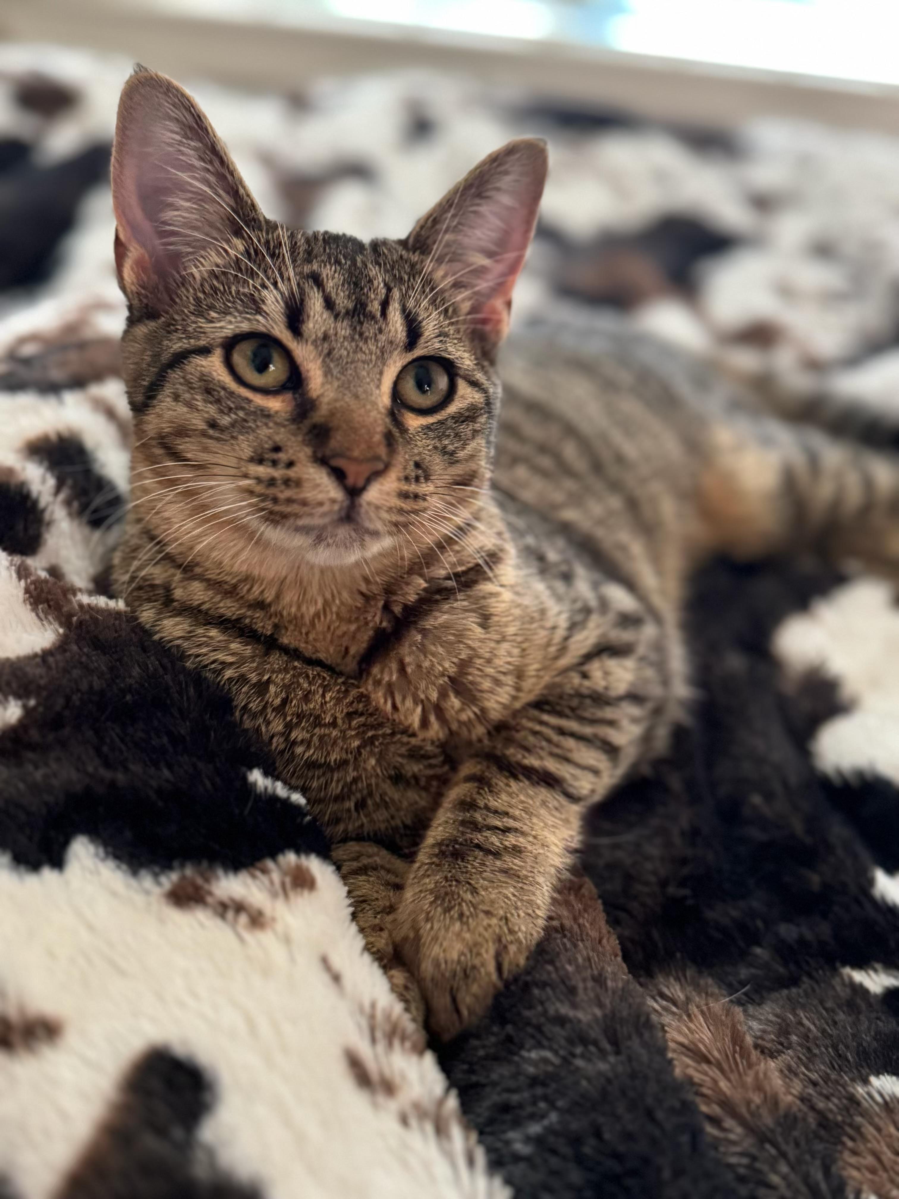 Enlarge Peanut Butter, a Adoptable Domestic Short Hair in Greenville, TX image 1/2