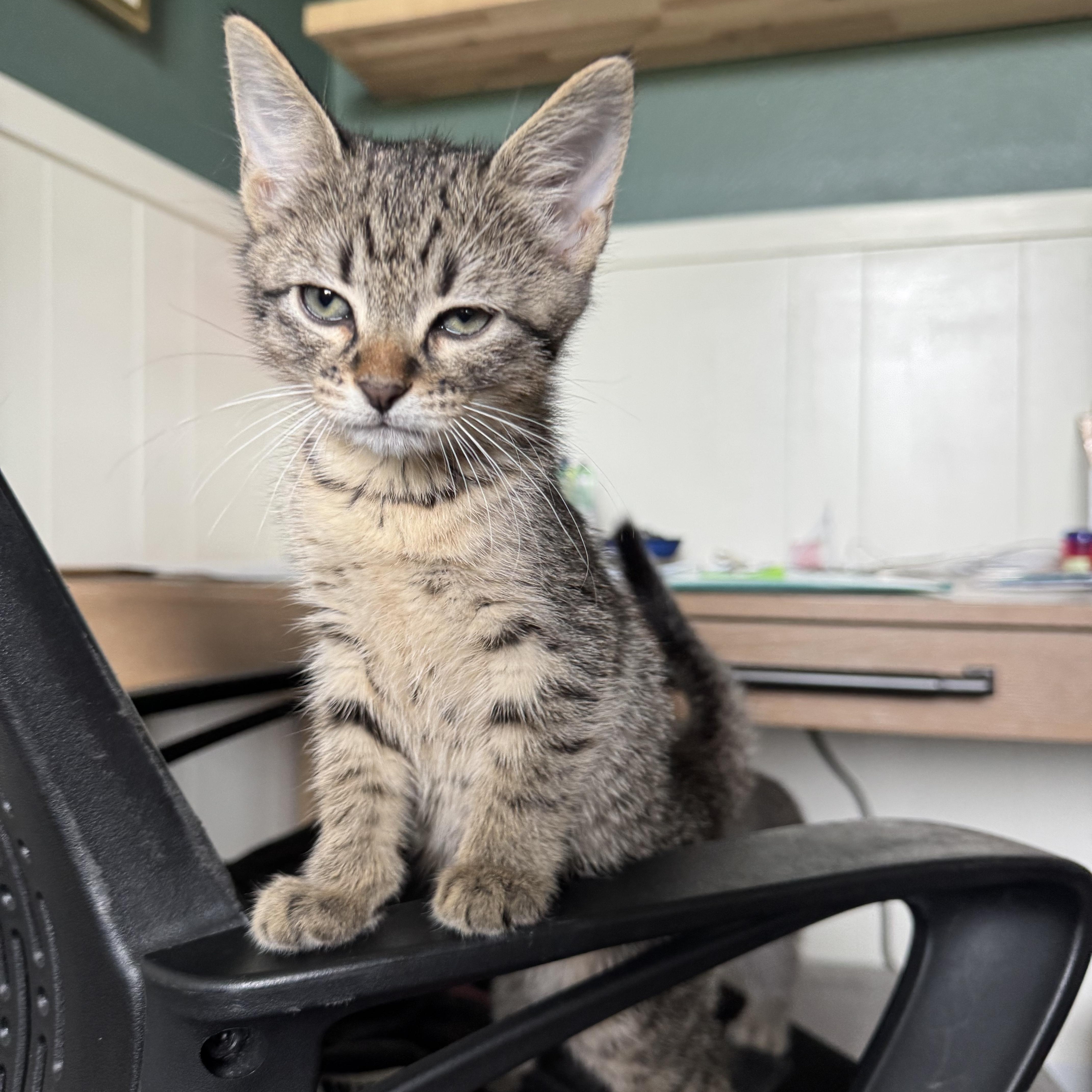 Peanut Butter, a Adoptable Domestic Short Hair in Greenville, TX image 2/3