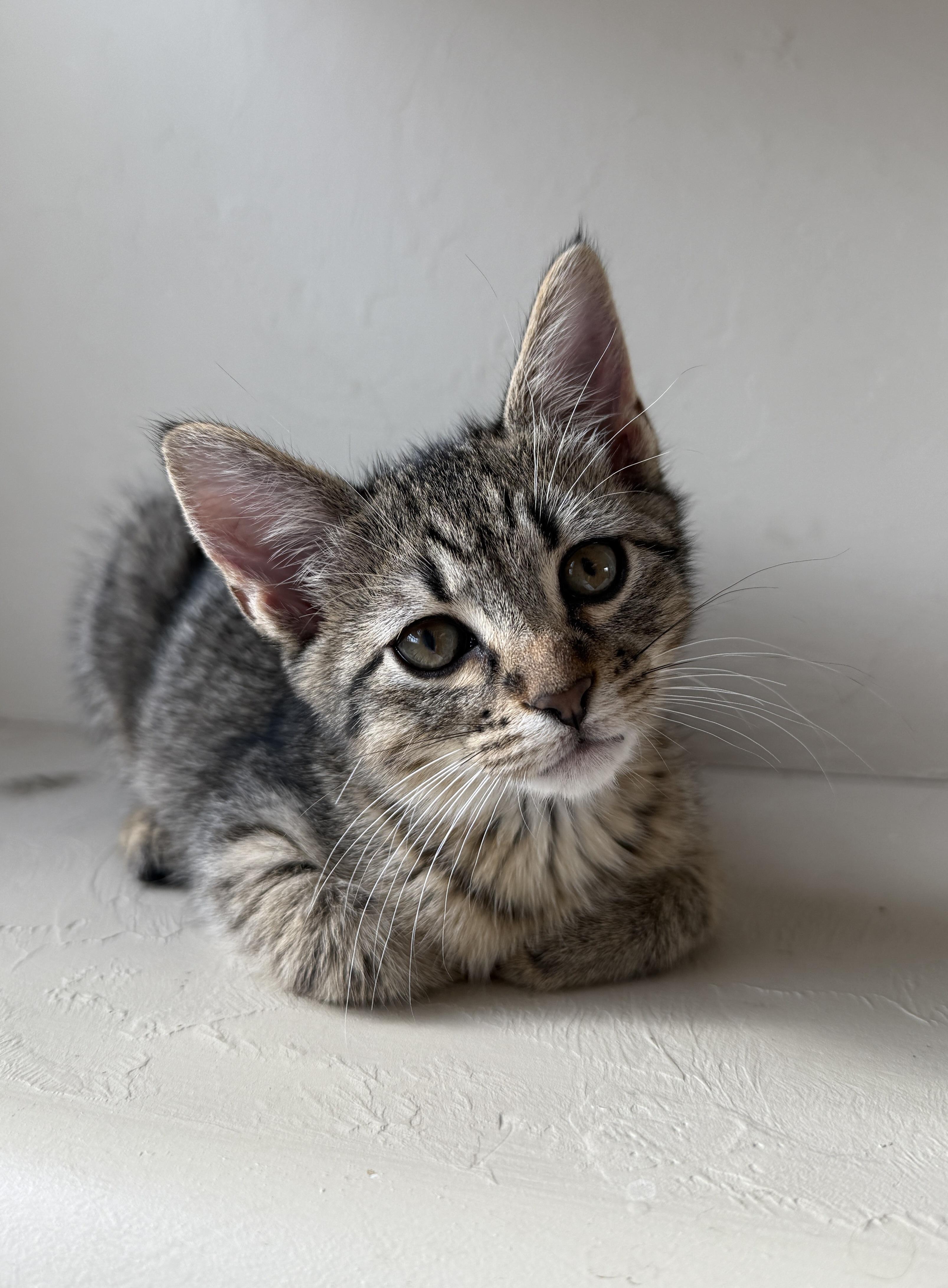 Peanut Butter, a Adoptable Domestic Short Hair in Greenville, TX image 3/3