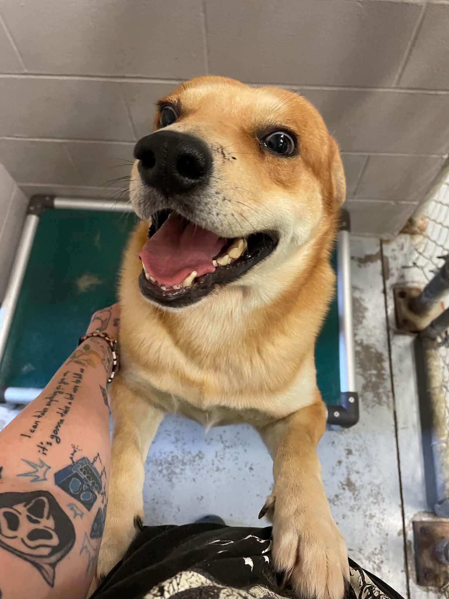 John Kelly, ADOPTABLE, Young Male Akita.