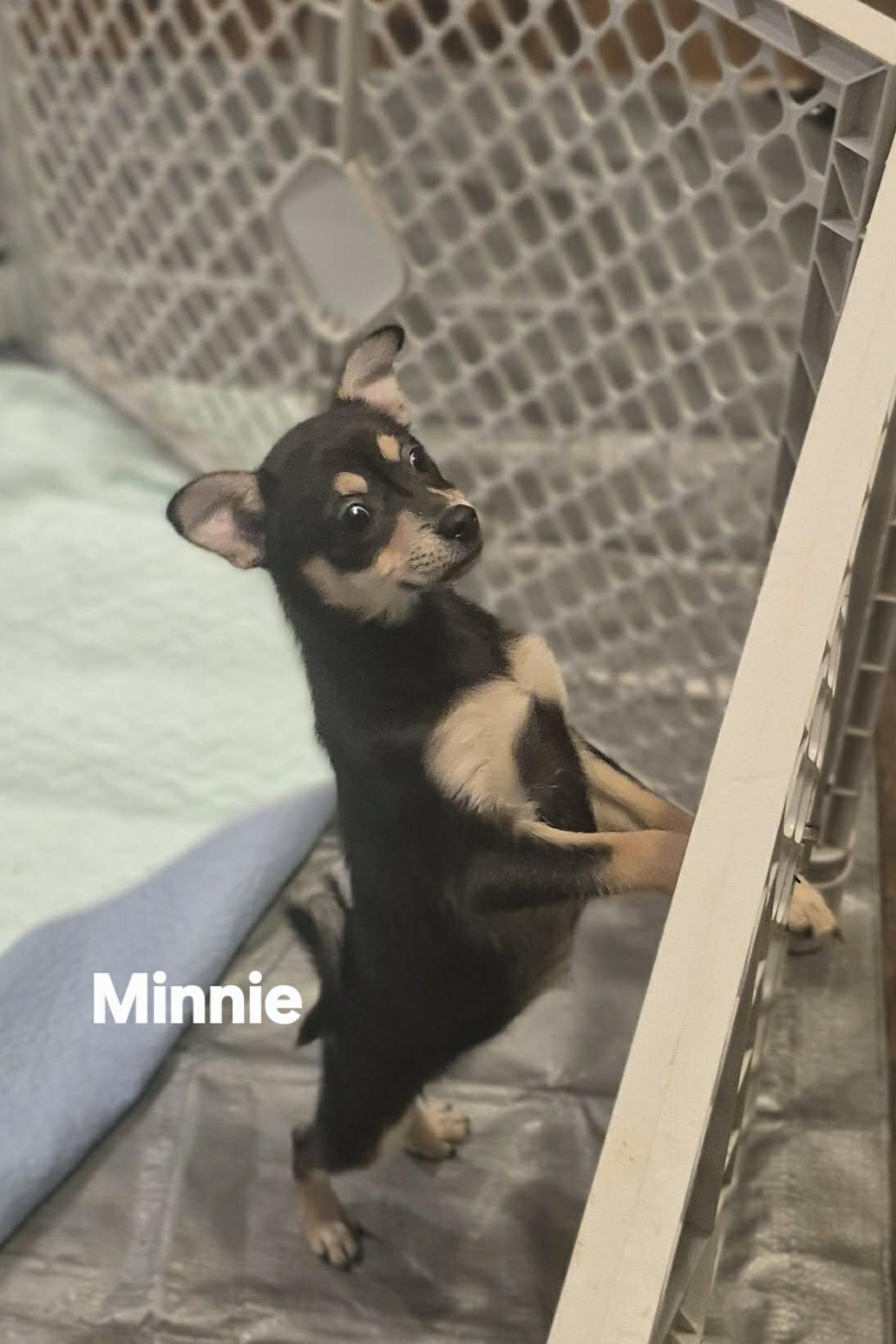 Enlarge Minnie, an adopted mixed breed in Boston, MA image 2/6