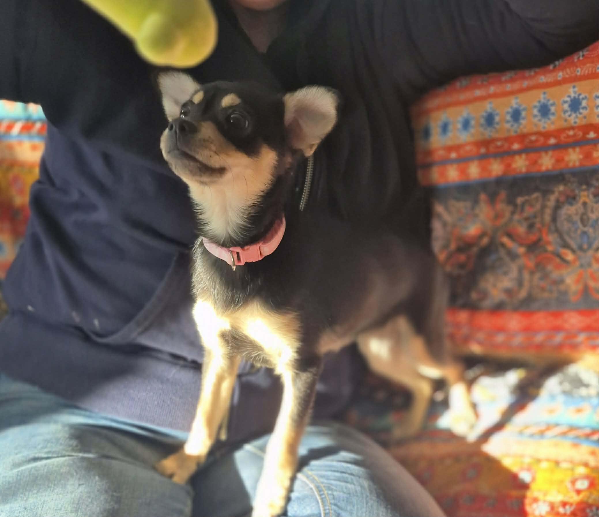 Enlarge Minnie, an adopted mixed breed in Boston, MA image 5/6